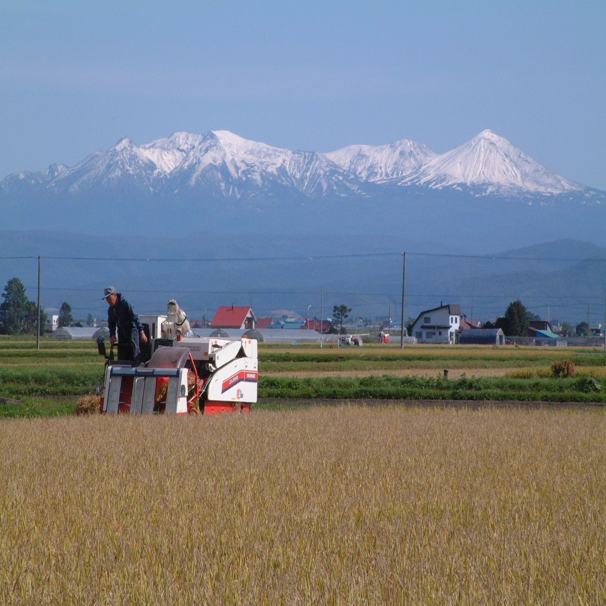 Hokkaido Yumepirika -北海道 ゆめぴりか- 2023 Crop