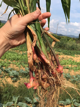 Torii Spicy Ginger Syrup - ジンジャーシロップ - 200ml