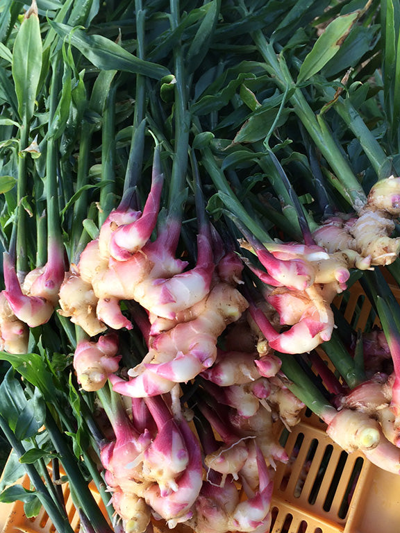 Torii Spicy Ginger Syrup - ジンジャーシロップ - 200ml