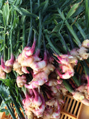 Torii Spicy Ginger Syrup - ジンジャーシロップ - 200ml