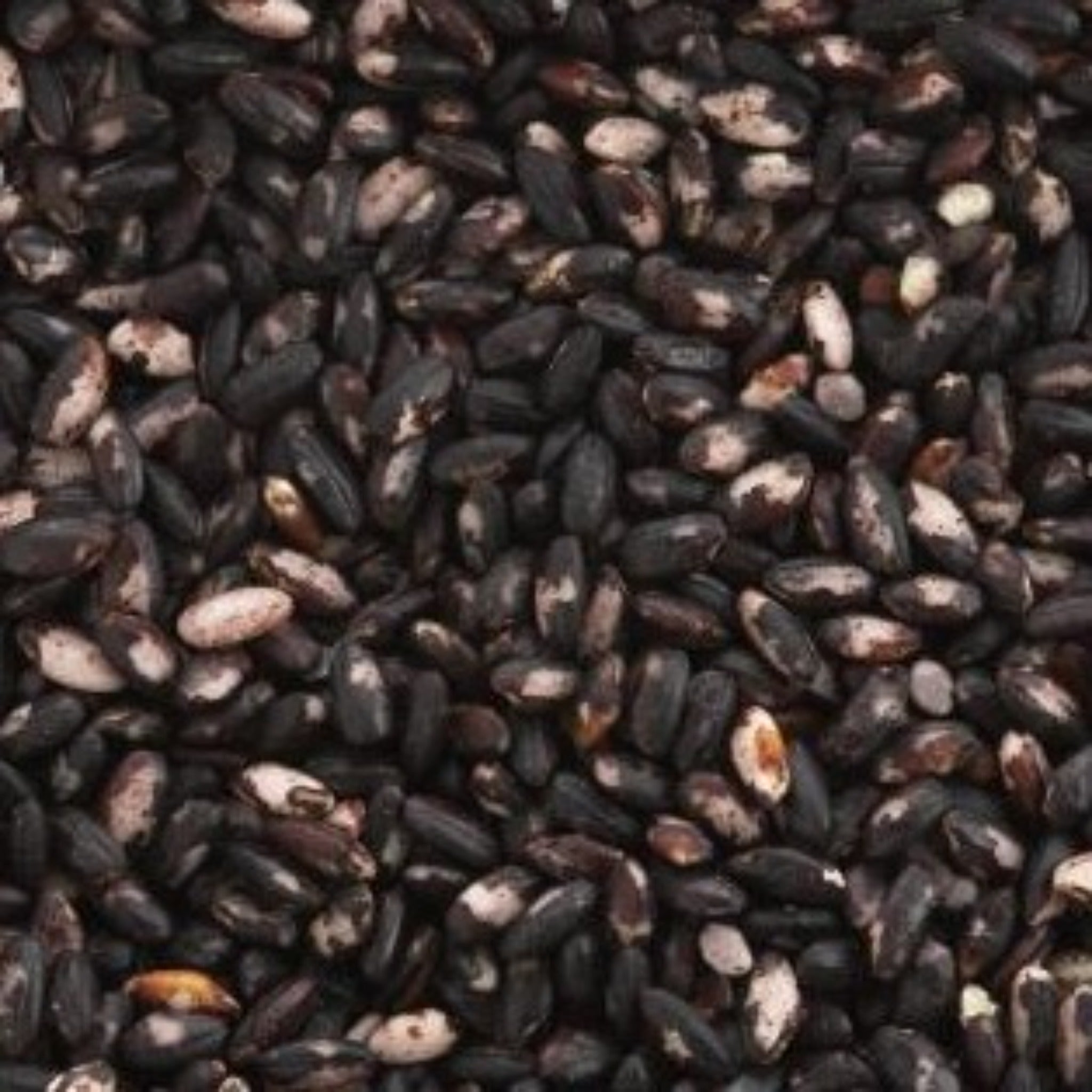 Millet ”Black Glutinous Rice (Ancient Rice)