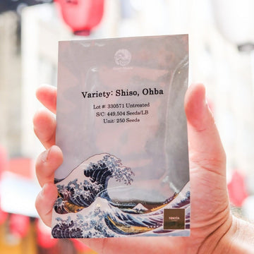 【TOKITA SEEDS】Ohba Shiso seeds - 大葉の種 -  (250 seeds)