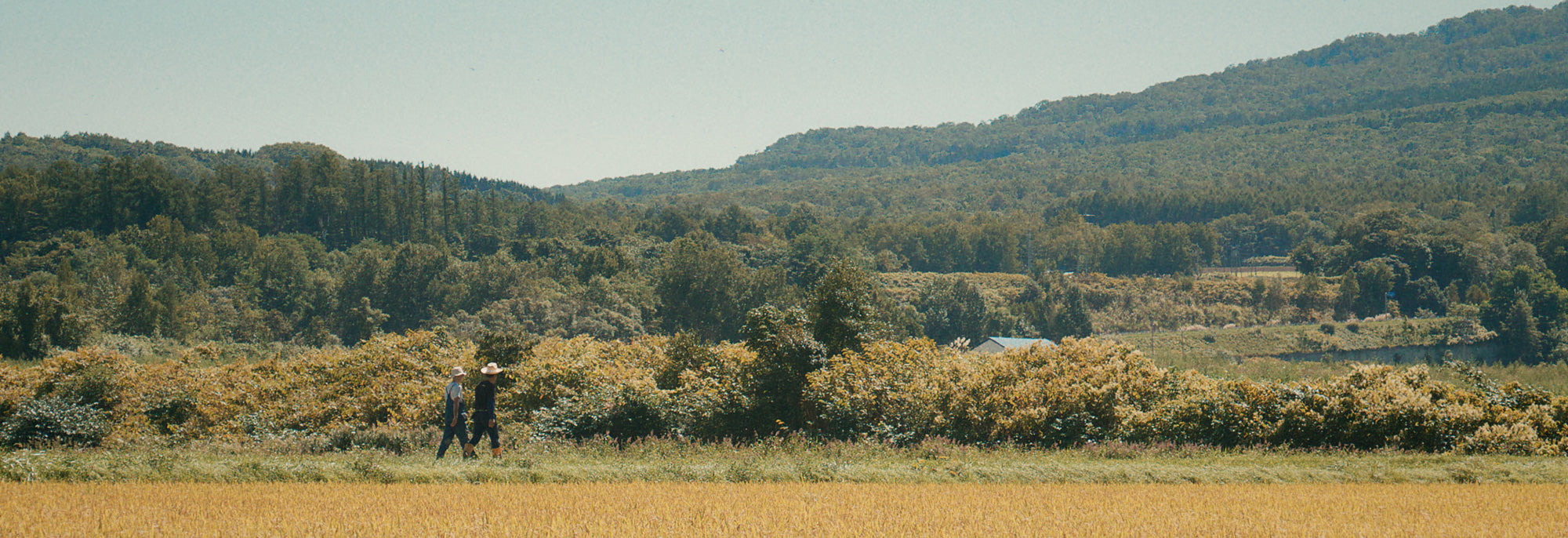 the rice factory farm