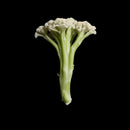 Fioretto seeds - フィオレットの種 -  (50 seeds)-2