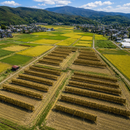 Sun-dried & Organic rice Nagano Kame-no-o - 天日干し& 無農薬 長野 亀の尾 - 2025 Crop
