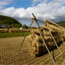 Sun-dried & Organic rice Nagano Kame-no-o - 天日干し& 無農薬 長野 亀の尾 - 2025 Crop