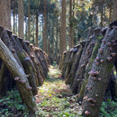 【SUGIMOTO】Japanese Dried Shiitake - DONKO- 九州産椎茸どんこ　25-42mm, 70g