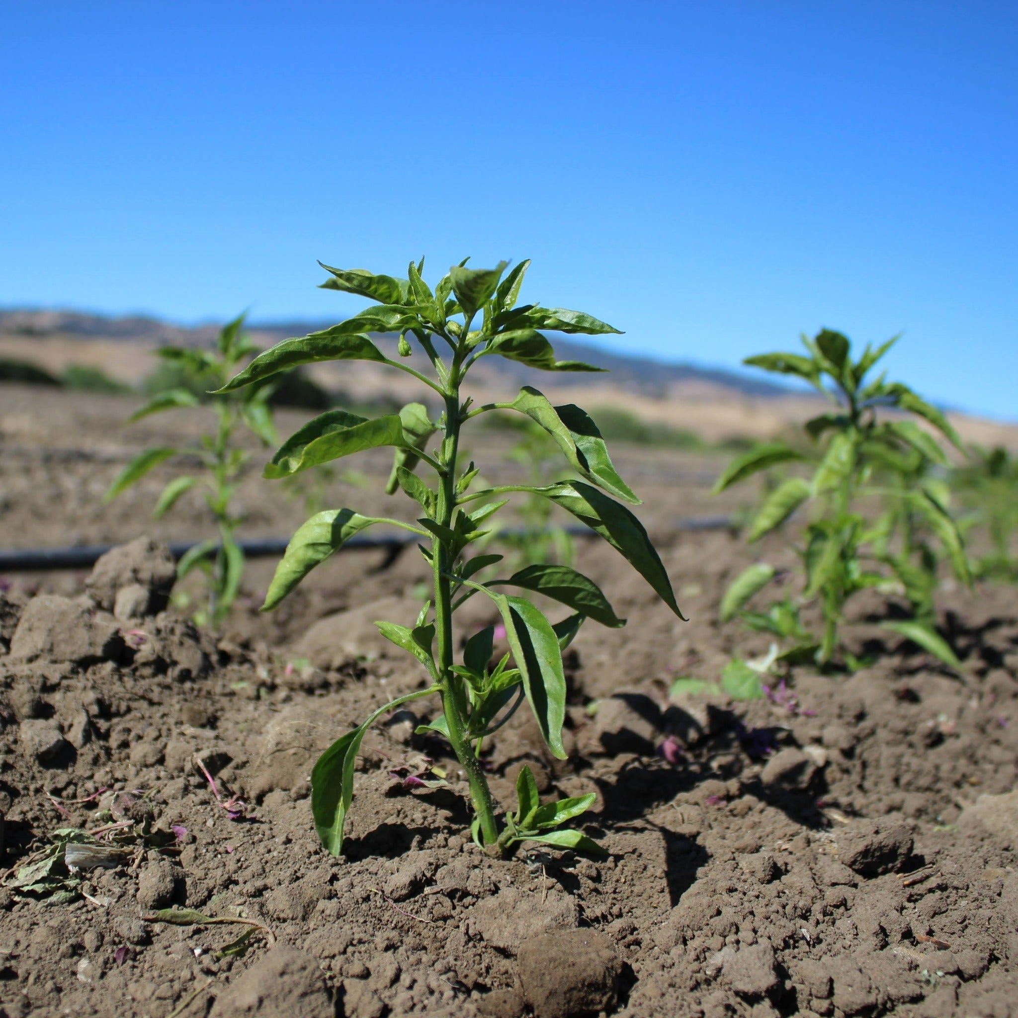 【TOKITA SEEDS】Shishimai Peper seeds - 獅子舞の種 -  (25 seeds)