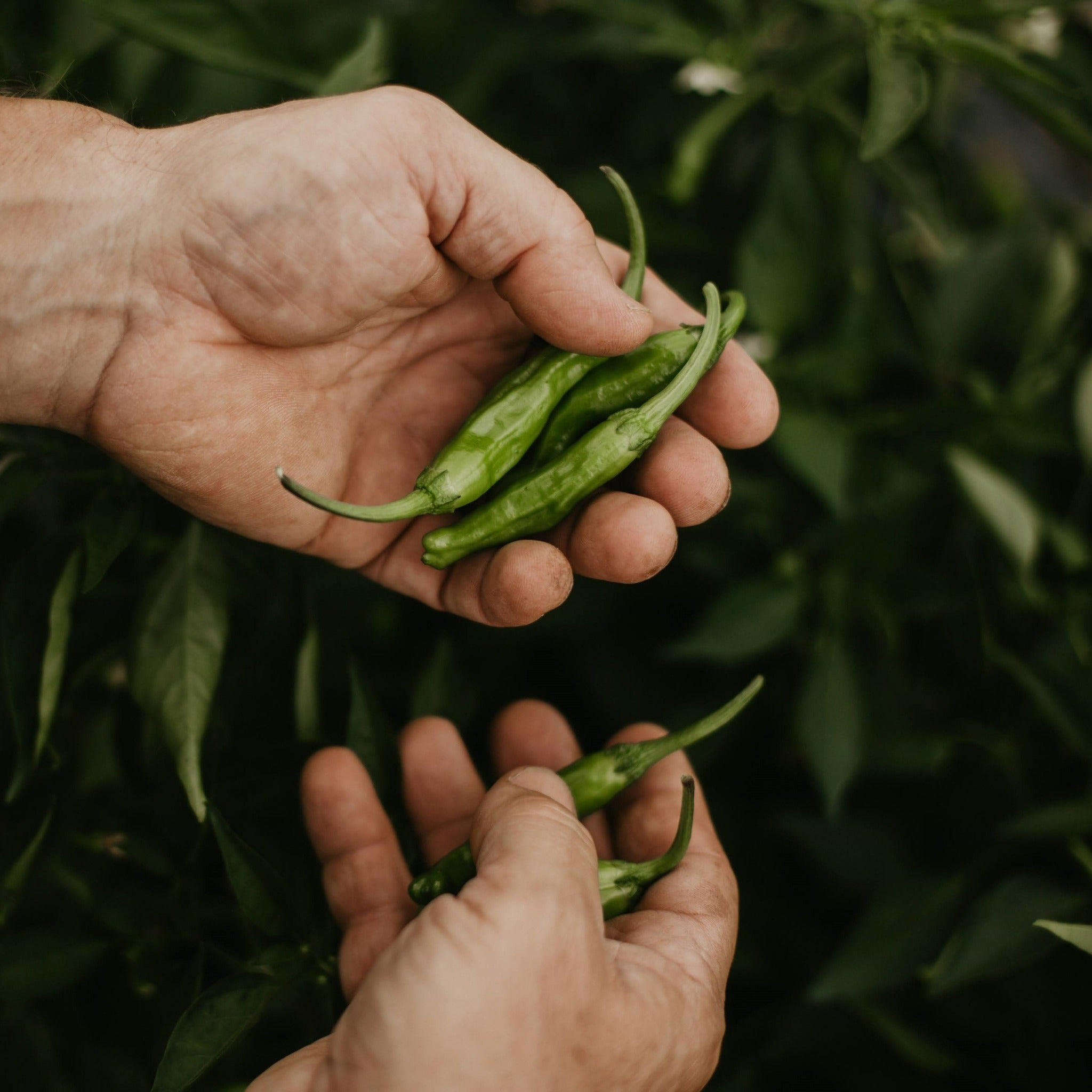 【TOKITA SEEDS】Shishimai Peper seeds - 獅子舞の種 -  (25 seeds)