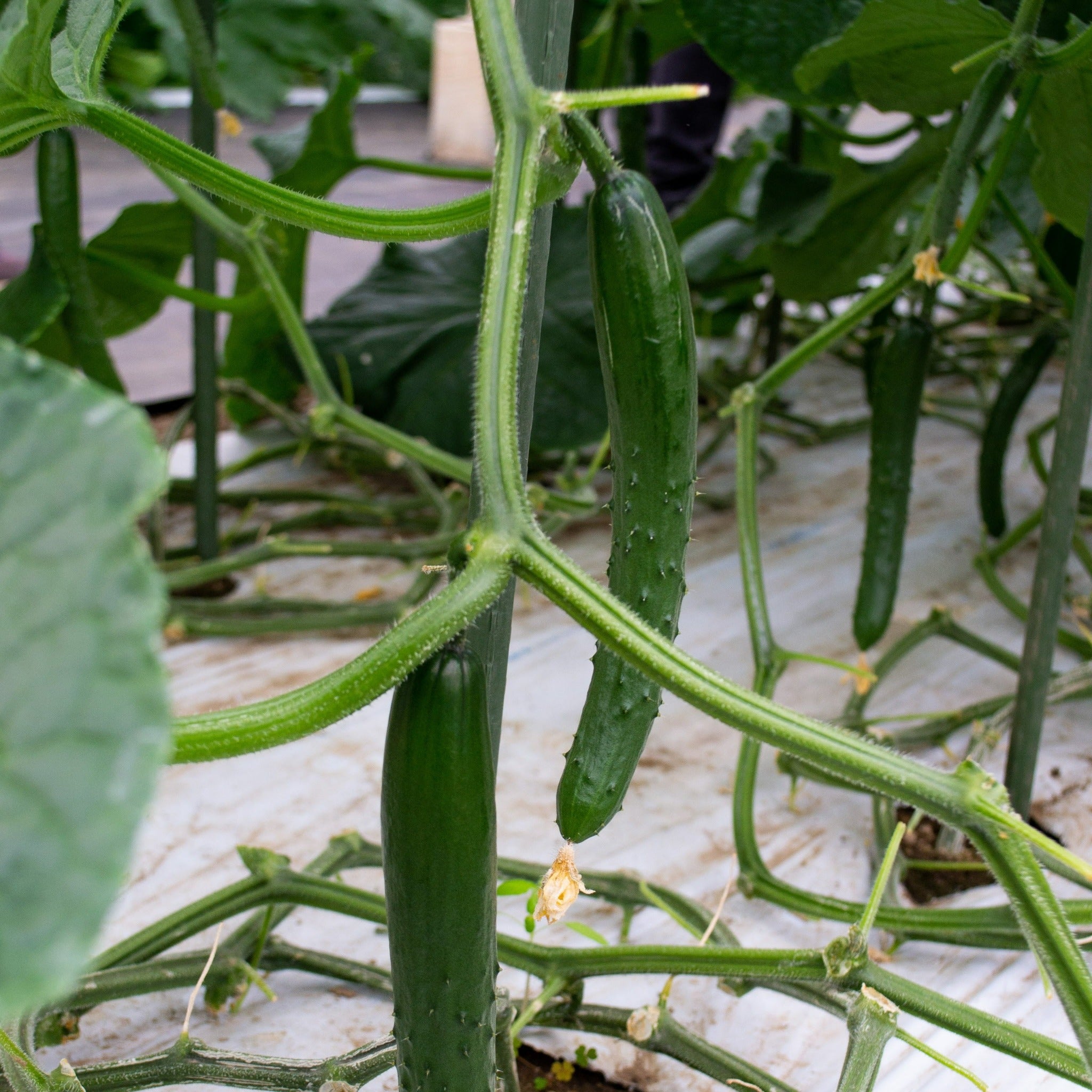 Natsu Cucumber seeds - ナツきゅうりの種 - (25 seeds)