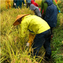 Nagano Shirake mochi Organic-無農薬 長野 白毛もち- 2023 Crop