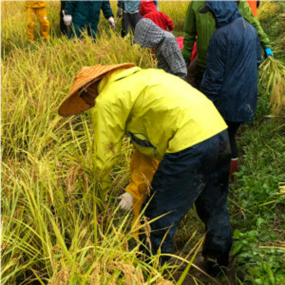 Nagano Shirake mochi Organic-無農薬 長野 白毛もち- 2023 Crop