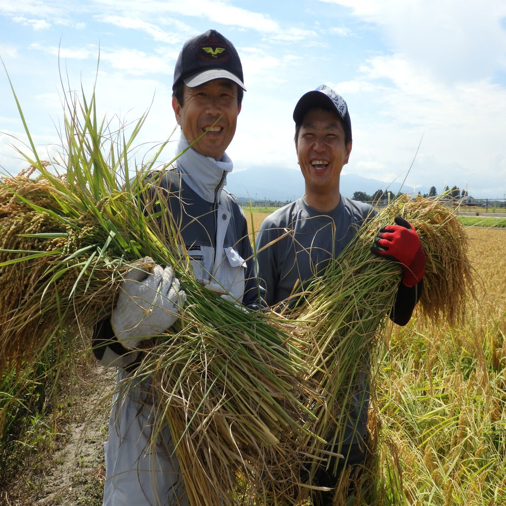 Niigata Koshihikari -新潟 こしひかり- 2023 Crop