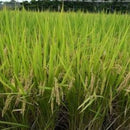 Shizuoka Nikomaru -静岡県産 にこまる-