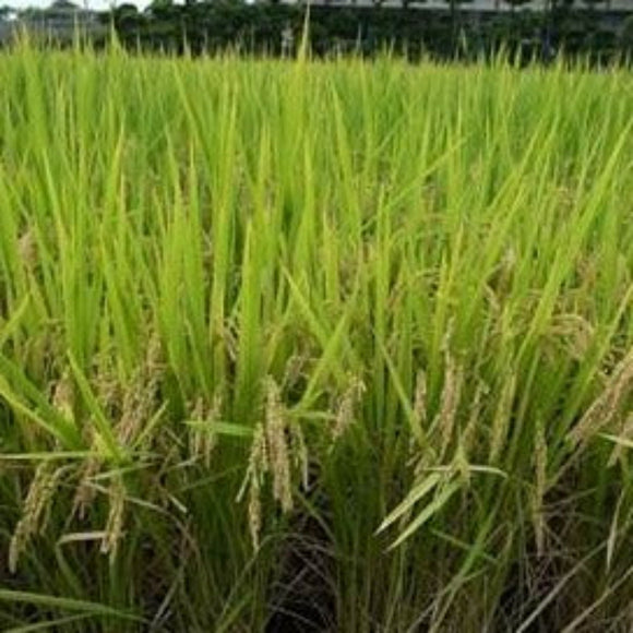 Shizuoka Nikomaru -静岡県産 にこまる-